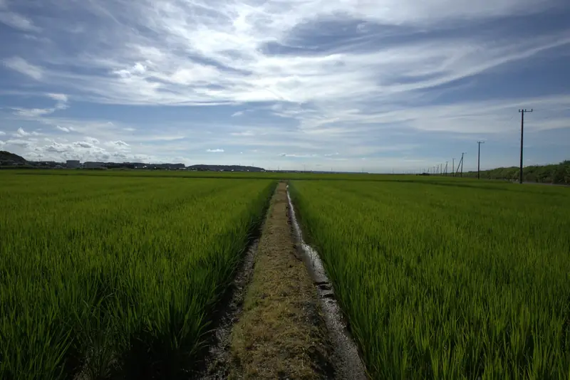 一面の水田｜東庄町の風景